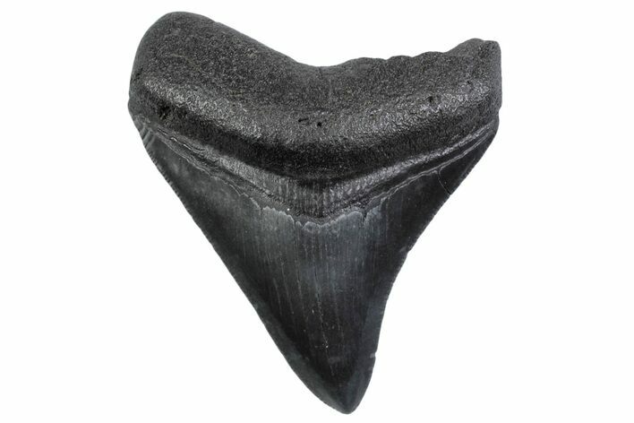 Serrated, Posterior Fossil Megalodon Tooth - South Carolina #370443